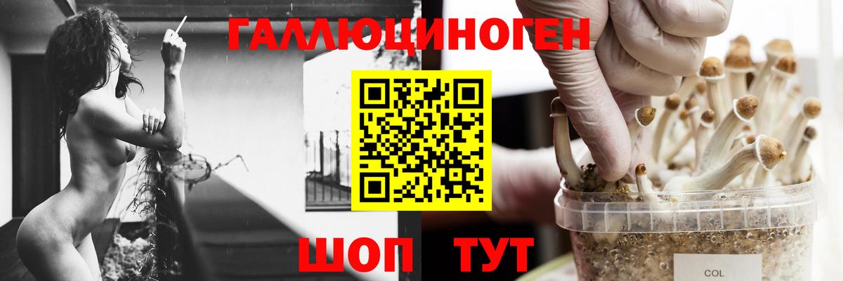 Галлюциногенные грибы Psilocybe Белебей